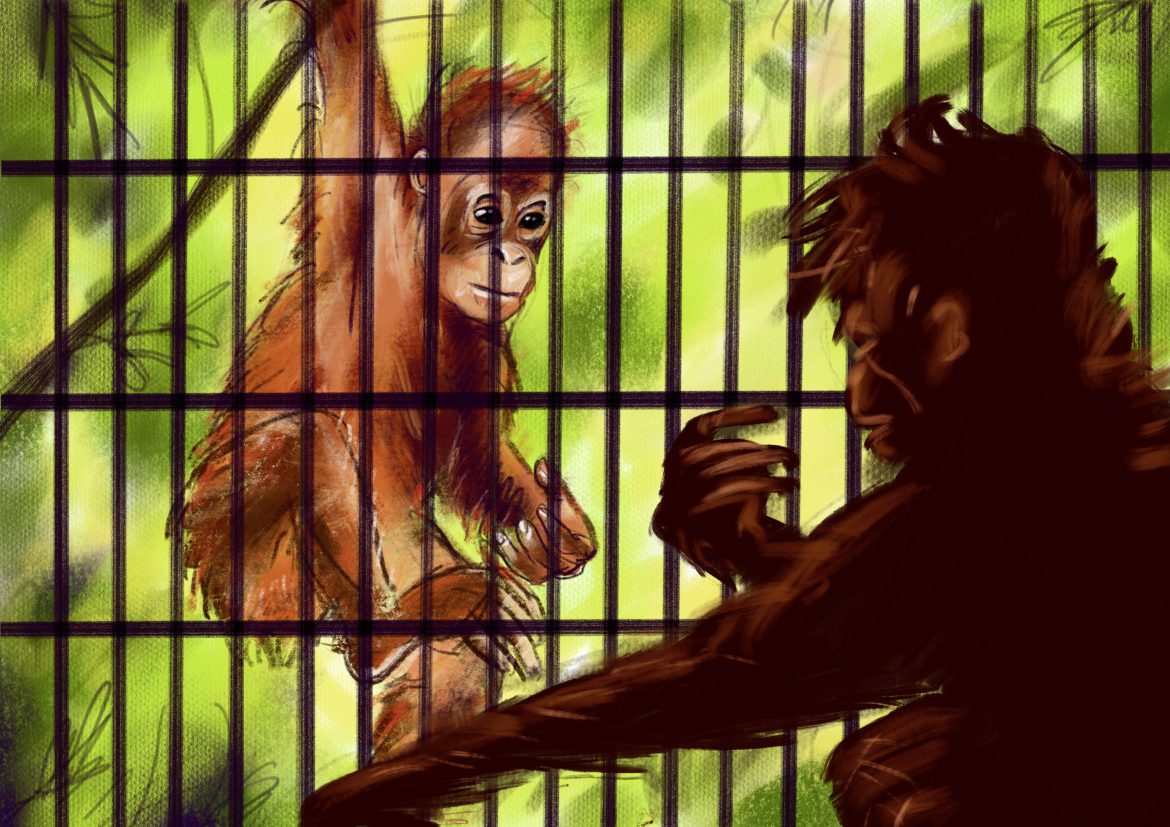 felix scholz illustration orangutan jungle childrensbook