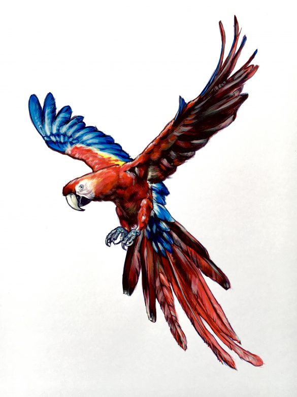 felix scholz illustration berlin hermannstrasse undergroundstation metro jungle red macaw