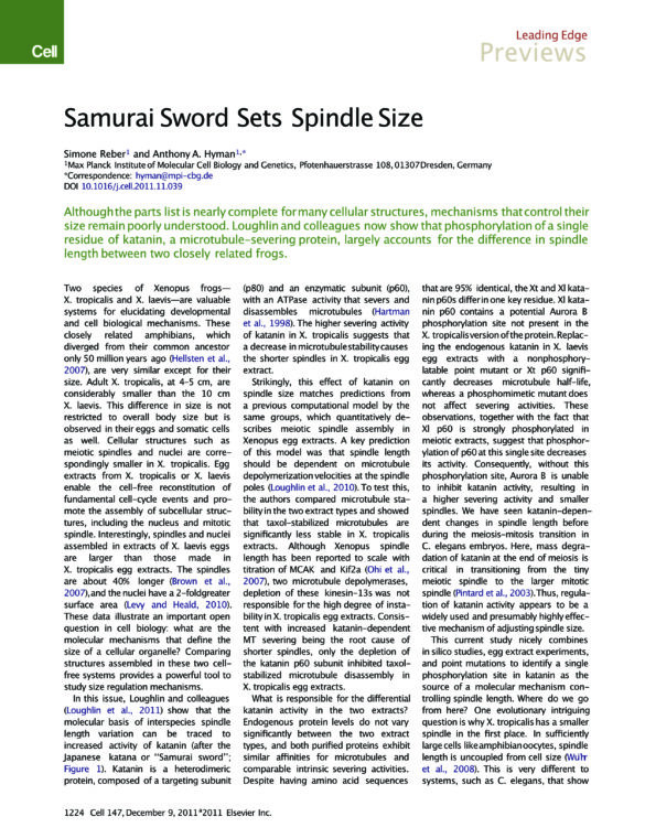 Wissenschaftlicher Artikel im Cell Magazine: Samurai Sword sets Spindle Size