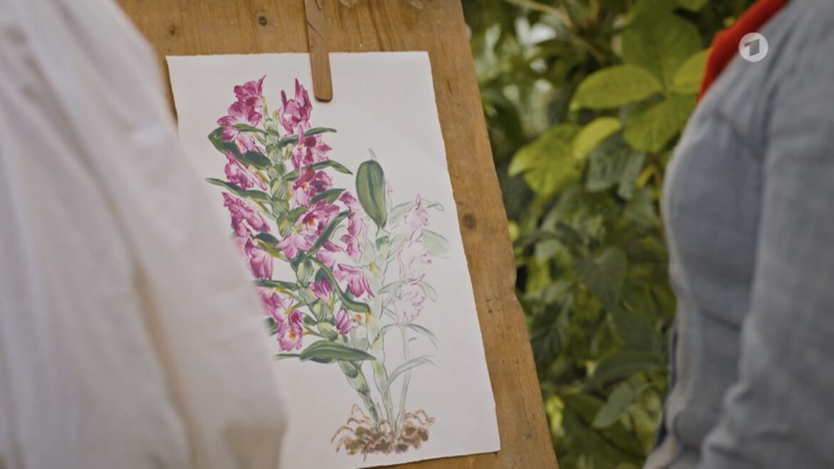 Farbige illustration einer violetten Orchidee im Humboldt Stil