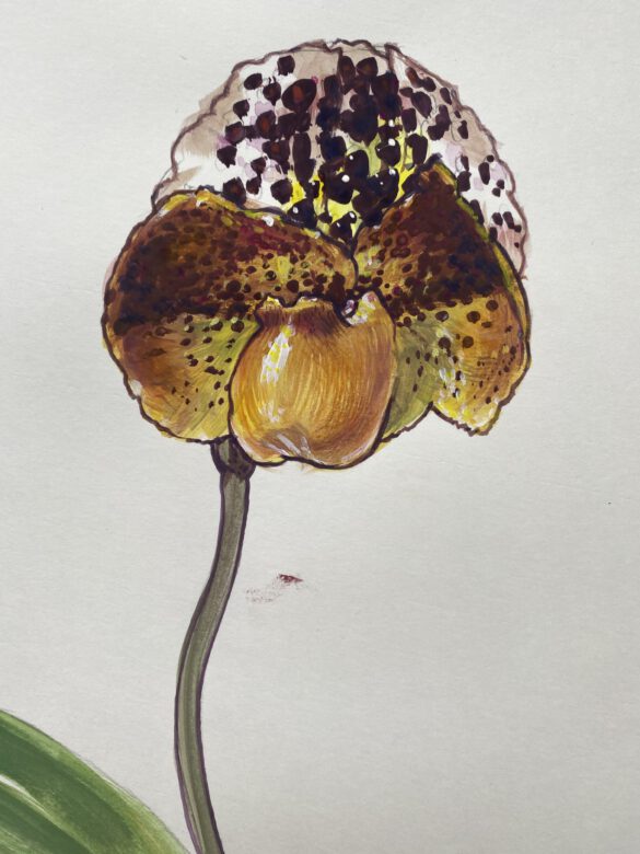 Botanische Illustration einer Frauenschuh-Orchidee