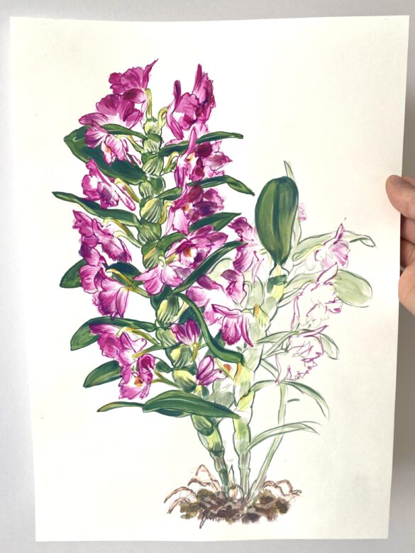 Botanische Illustration einer pinkfarbenen Orchidee
