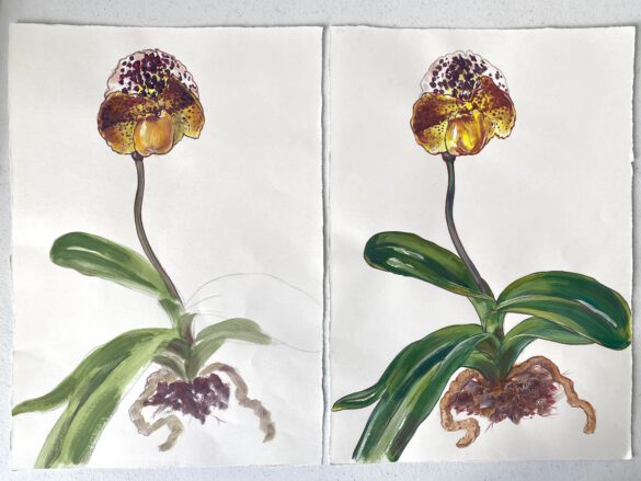 Botanische Illustrationen einer Frauenschuh-Orchidee