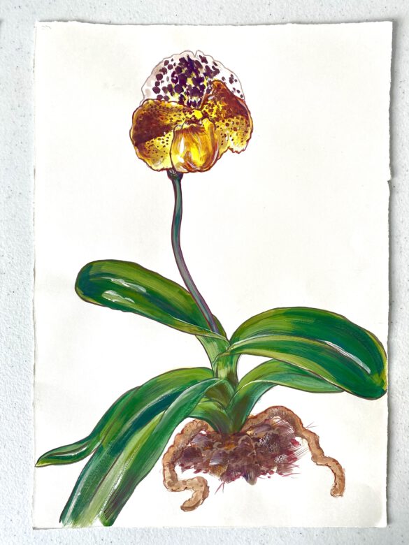 Botanische Illustration einer Frauenschuh Orchidee