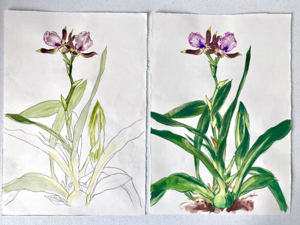 Botanische Illustration einer violetten Orchidee