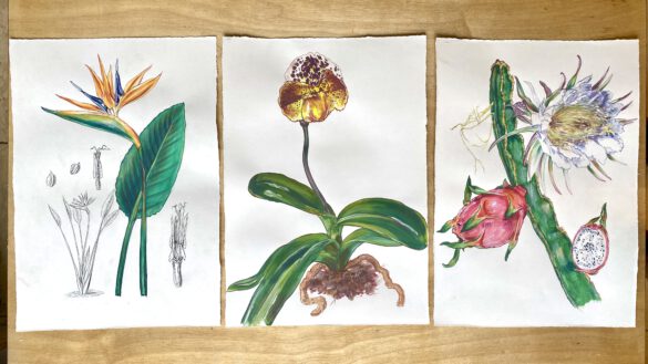 Drei Botanische Illustration einer Strelizia, einer Orchidee und einer Drachenfrucht Pflanze