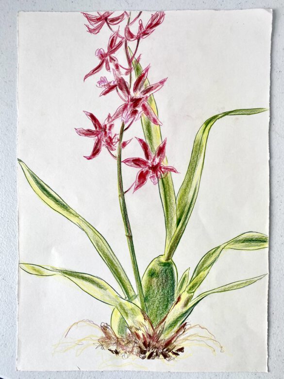 Botanische Illustration einer roten Orchidee