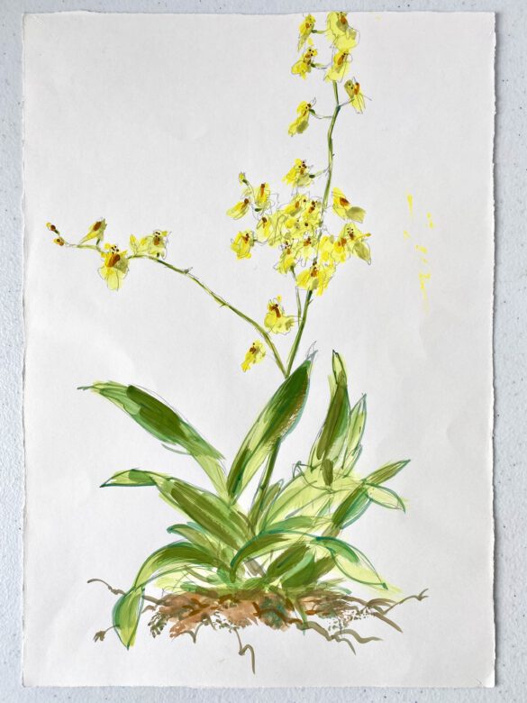 Botanische Illustration einer gelben Orchidee