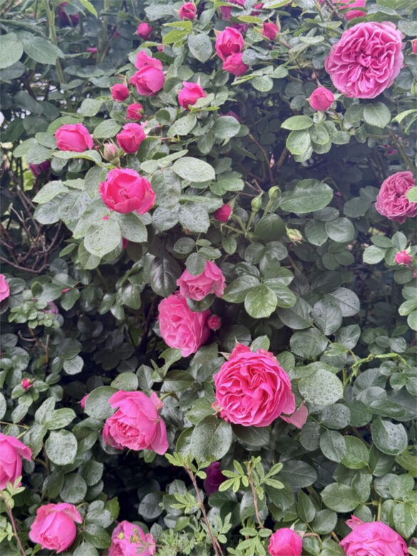 Rosen im Garten des Hotels Kieler Kaufmann